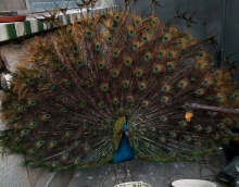 低碳環(huán)保友情漆 孔雀開屏來點贊 低碳環(huán)保友情漆 孔雀開屏來點贊